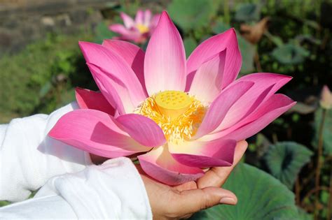 Lotus 